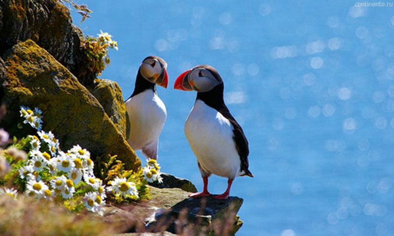 Iceland 33